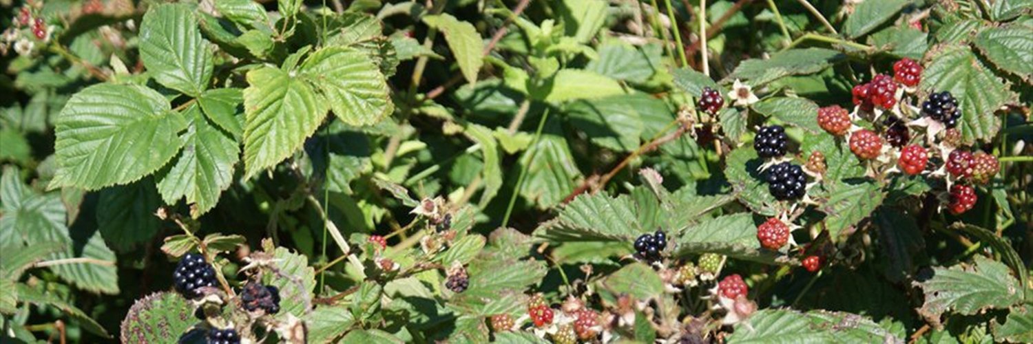 brambles