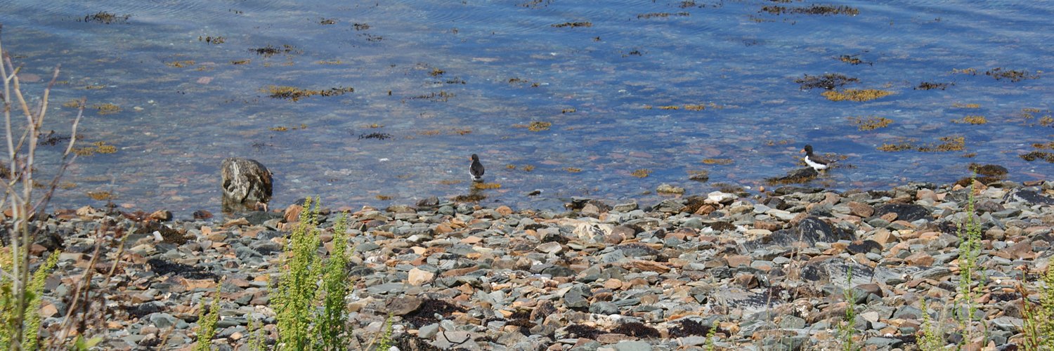 Oyster catchers on Loch melfort
