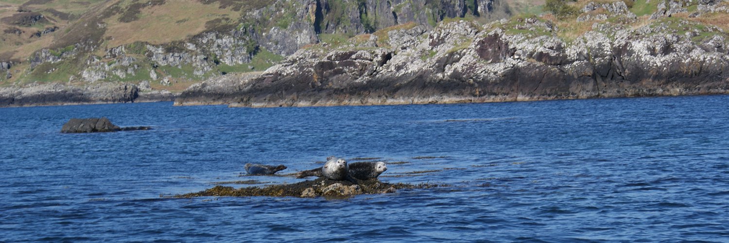 Seals and sealife