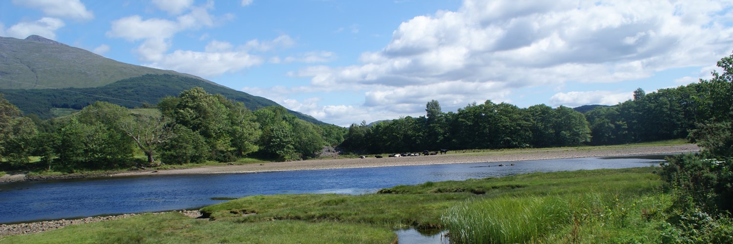 Cows on the beach on Loch Etive