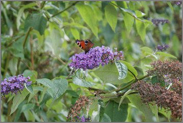 lochgoilhead butterfly