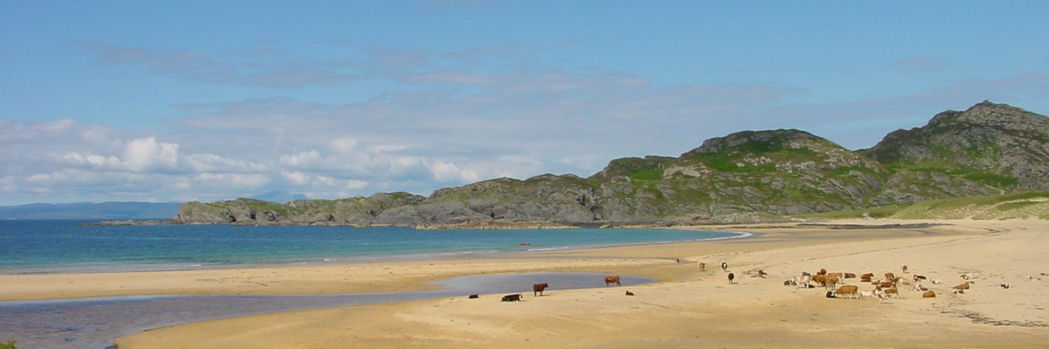 cows on a Colonsay beach