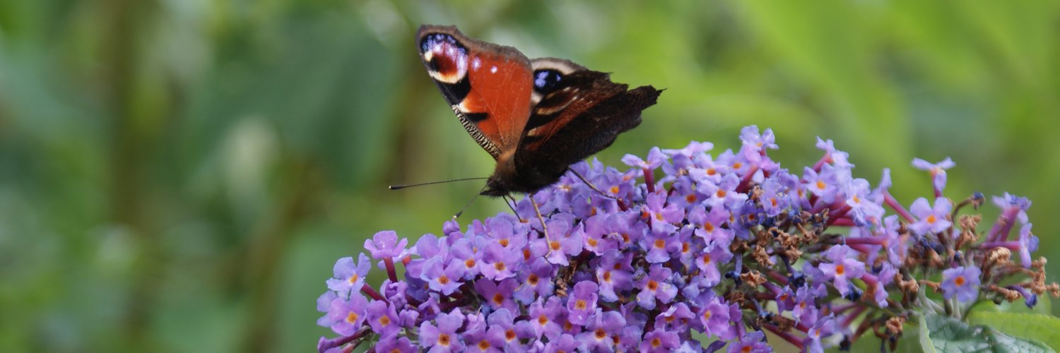 butterfly on budlea