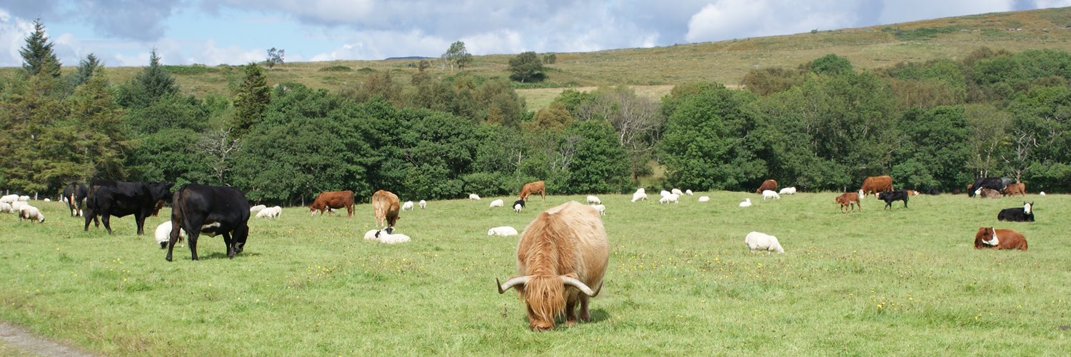 Cows in field at Appin